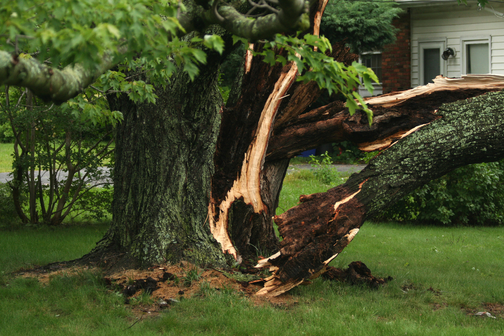 Different Types of Tree Problems That Can Make a Tree Dangerous